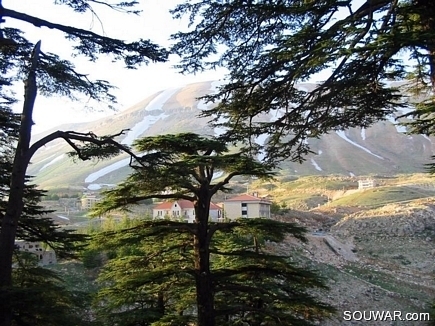 Cedars