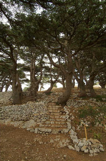 Cedars