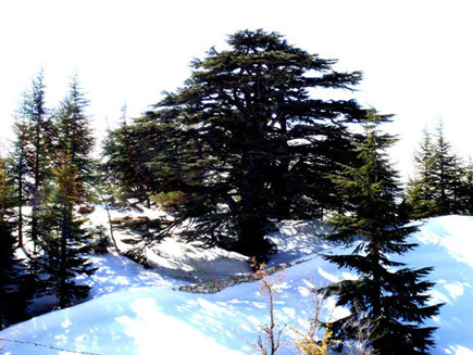 Cedars