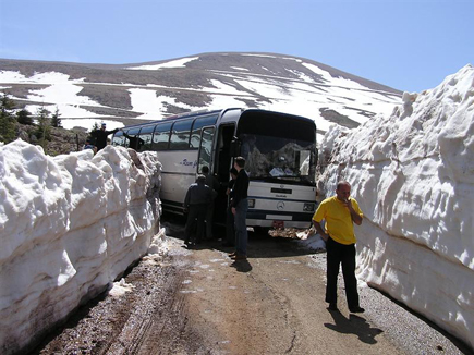 Cedars