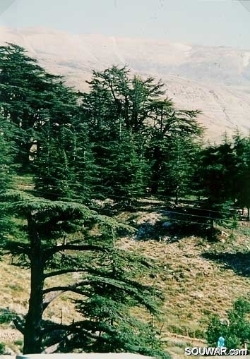 Cedars