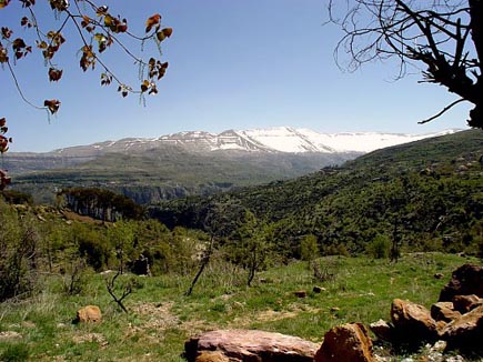 Cedars