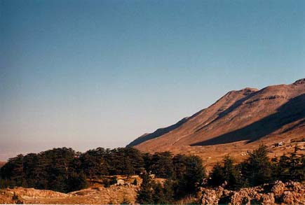 Cedars Forest