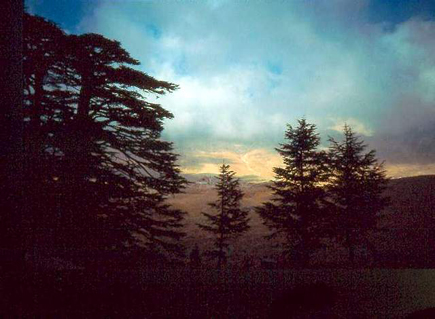 Cedars