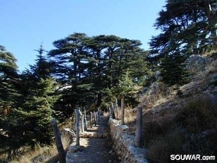 Cedars