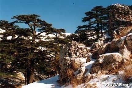 Cedars