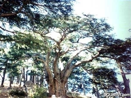 Cedars