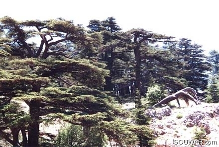 Cedars