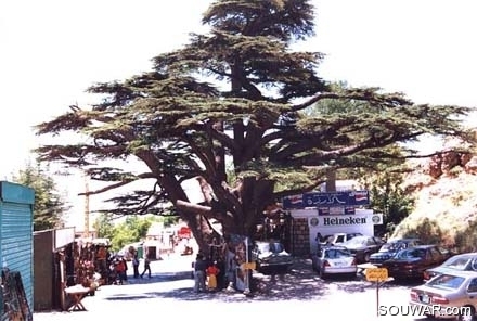 Cedars