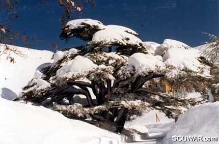 Cedars