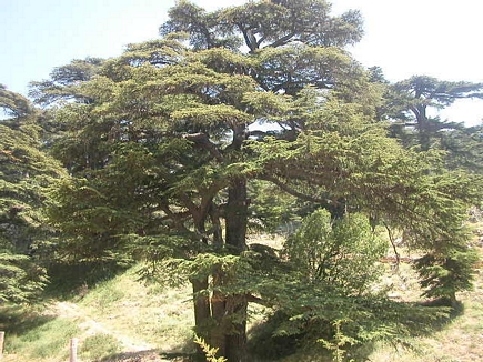 Cedars