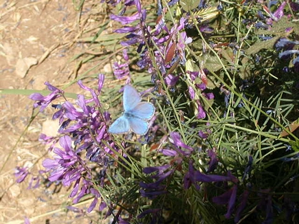 Cedars - Cute Butterfly