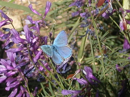 Cedars - Cute Butterfly