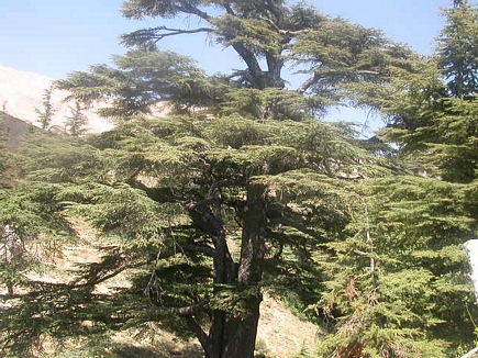 Cedars