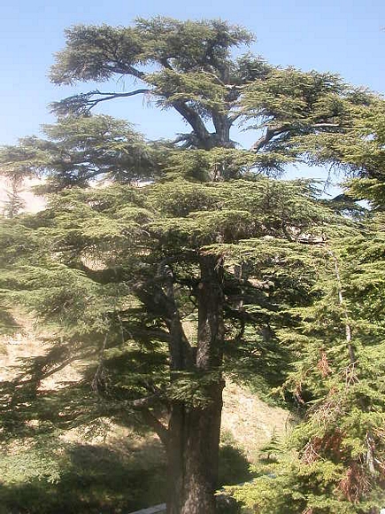 Cedars