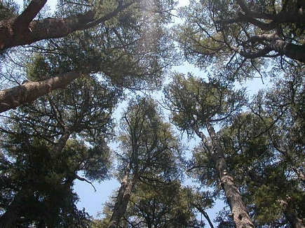 Cedars