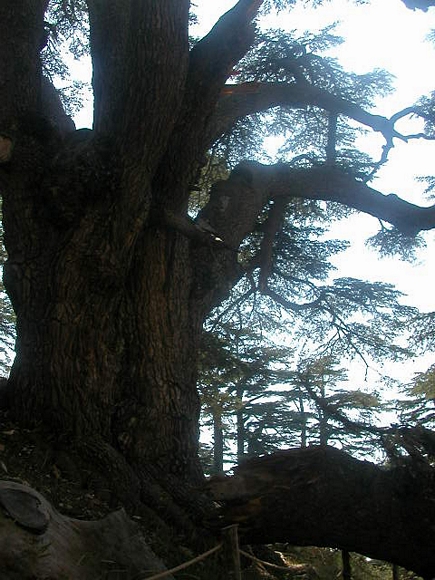 Cedars