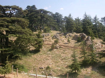 Cedars