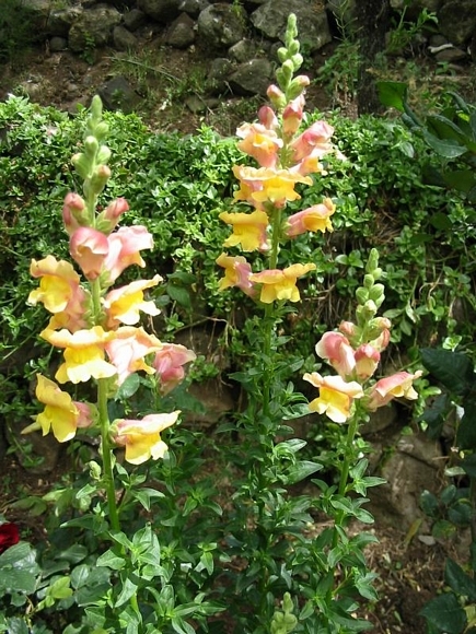 Flowers from Lebanon