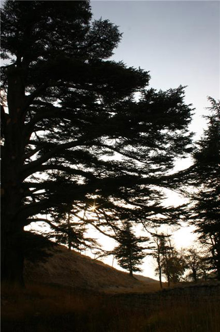 Cedars