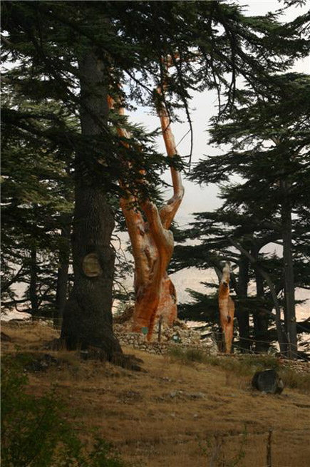 Cedars