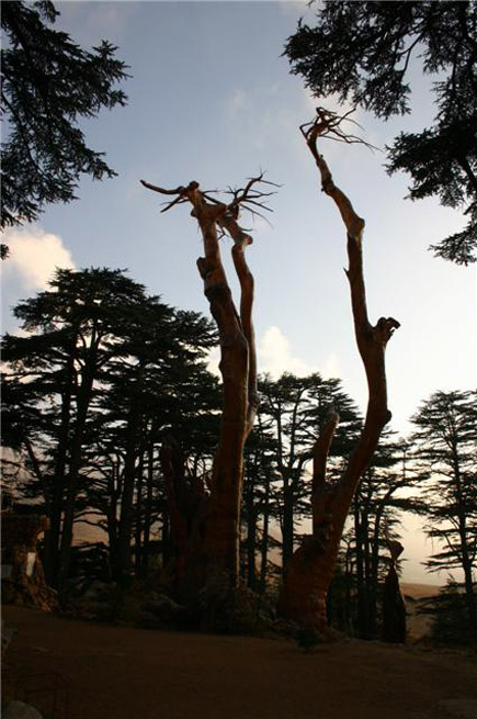 Cedars