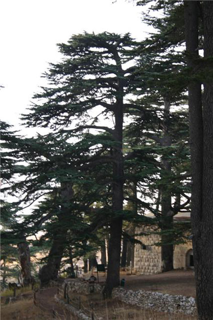 Cedars