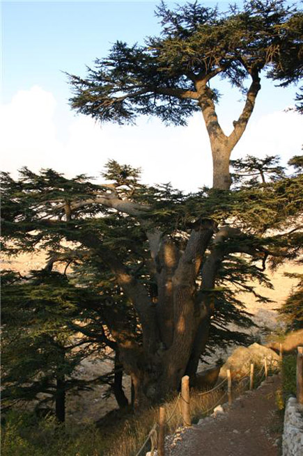 Cedars