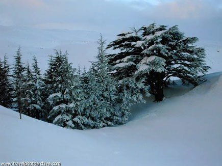 Cedars