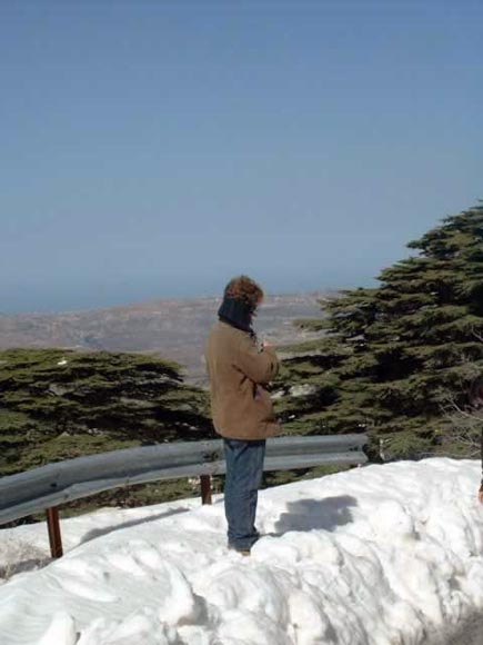 Cedars