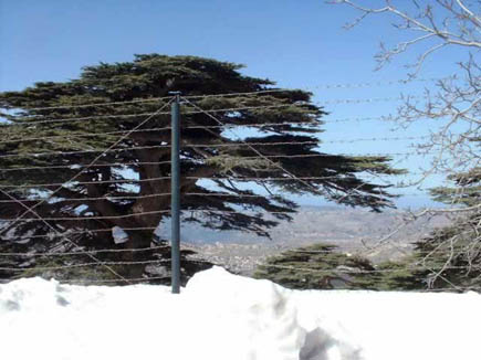 Cedars