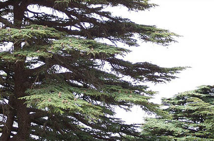 Cedars