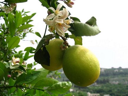 Lemons of Akar