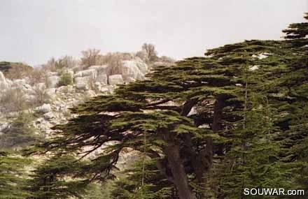 Cedars