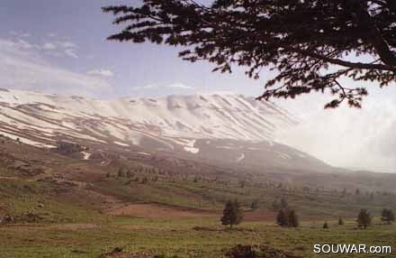 Cedars