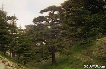 Cedars