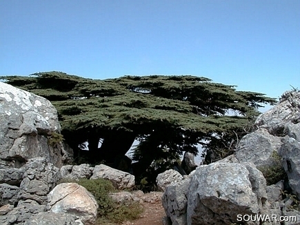 Cedars