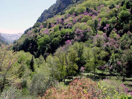 Qadisha Valley