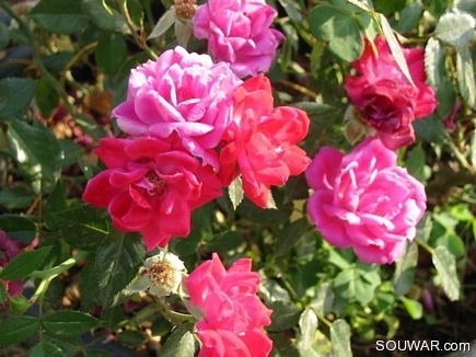Roses
