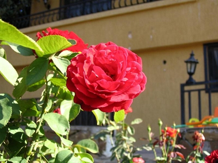 Red Roses