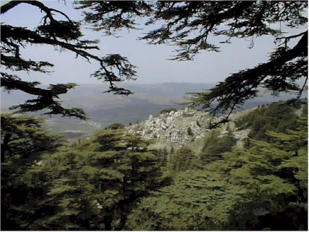 The Cedars