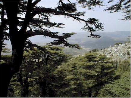 The Cedars