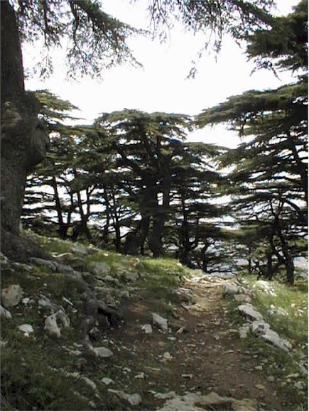 The Cedars