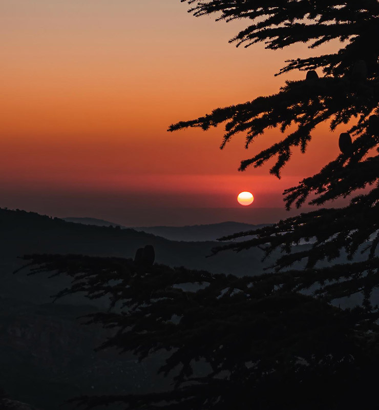 Cedars