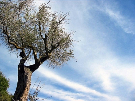 Spring , Gebrayel Forests , Akkar