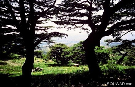 Cedars of Barouk.