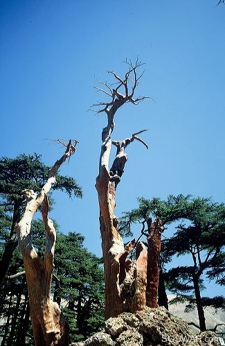 Les Cedres de Dieu