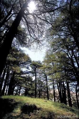 Les Cedres de Dieu