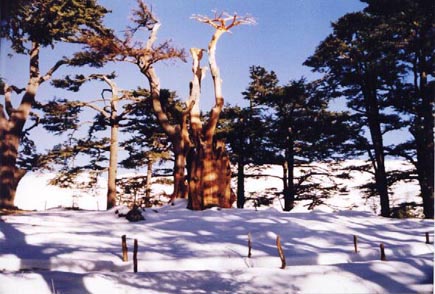 Cedars forest