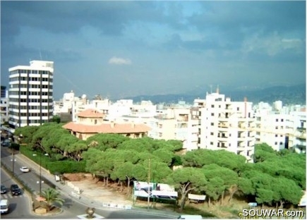 Remaing Pine Trees in the Horsh Tabet Forest